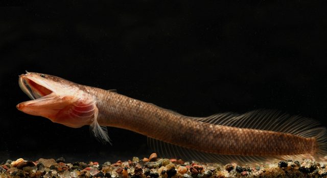 Gollum snakehead is a ‘living fossil’, representing a new teleost family