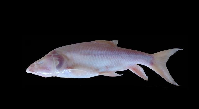 The world’s largest cavefish described