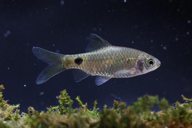 New fish species named in honour of South Indian Conservation Biologist
