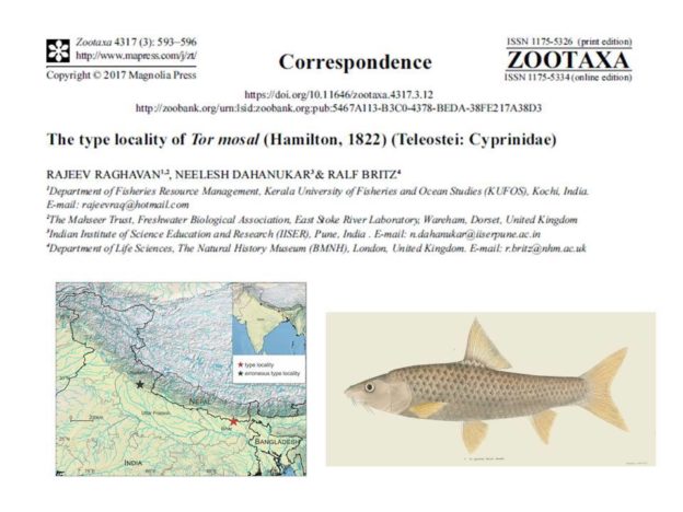New paper in Zootaxa clears long-standing confusion in mahseer literature
