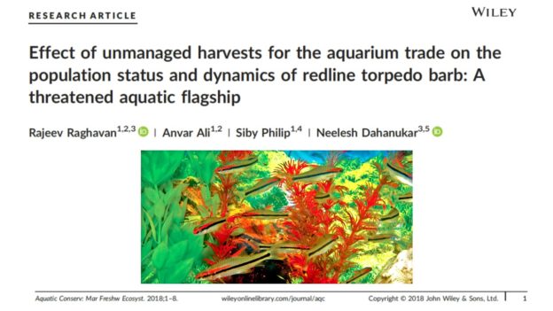 New paper in Aquatic Conservation throws light on the exploitation of threatened freshwater fish for the pet trade