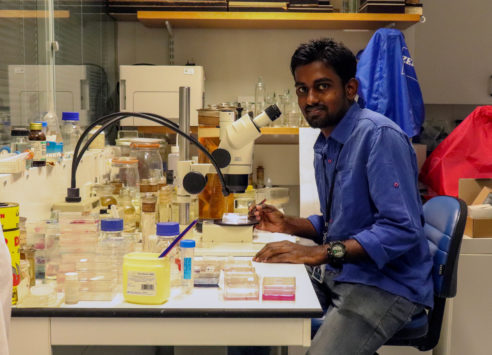 Anoop studies Indian fish types the Natural History Museum, London