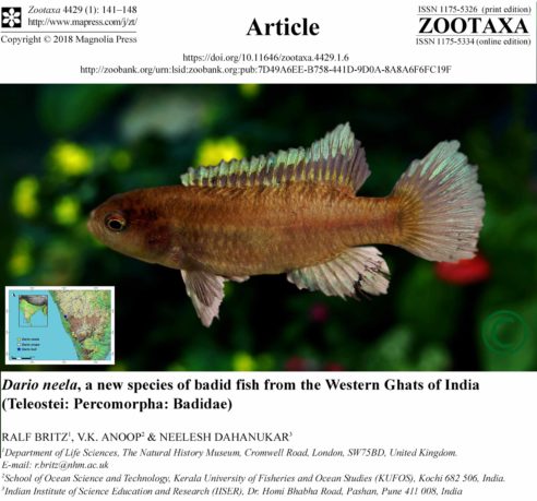 New fish species from the Western Ghats