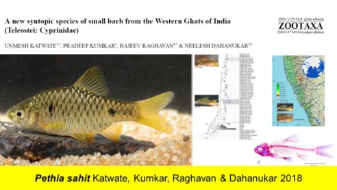 New fish species from Western Ghats