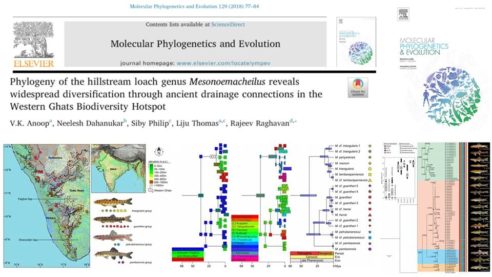 PhD student paper in Molecular Phylogenetics and Evolution