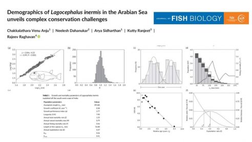 Puffer fish exploitation and potential trophic changes in the Arabian Sea