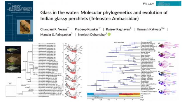 Glass in the water! New paper in Journal of Zoological Systematics and Evolutionary Research