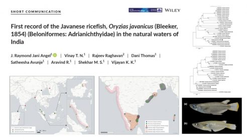 First record of the Javanese Rice fish in natural waters of southern India