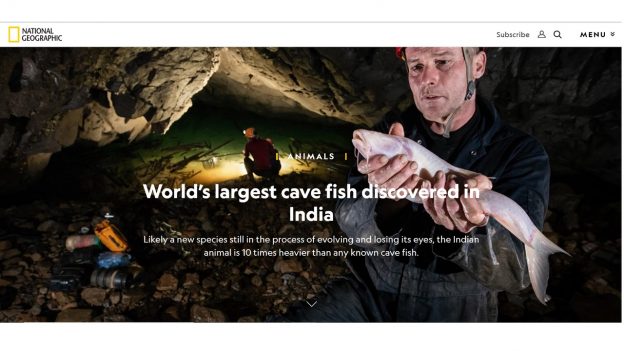 Discovery of the world’s largest cavefish