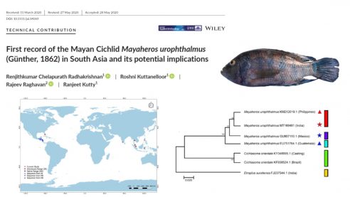 First record of the Mayan Cichlid in South Asia