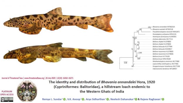 New paper on the identity of a poorly-known hillstream loach species of the Western Ghats