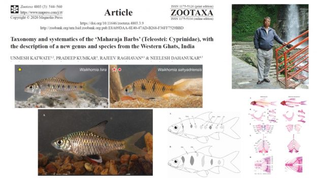 New genus and species of freshwater fish from Western Ghats