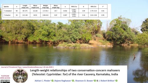 The first estimates of the length-weight relationship of the world’s rarest mahseer published!