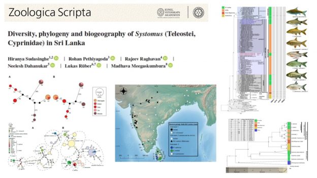 New Paper in Zoologica Scripta: Diversity and phylogeography of Systomus in Sri Lanka
