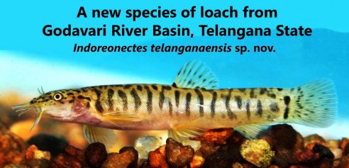 PhD student Anoop VK contributes to the discovery of a new species of loach from the Eastern Ghats