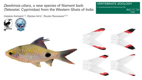 New species of filament barb from the Western Ghats