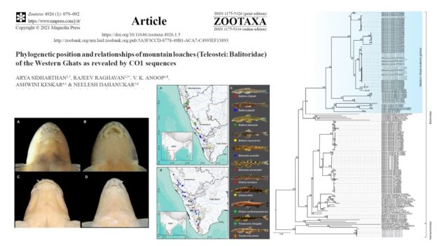 New paper on barcoding of mountain loaches published in Zootaxa