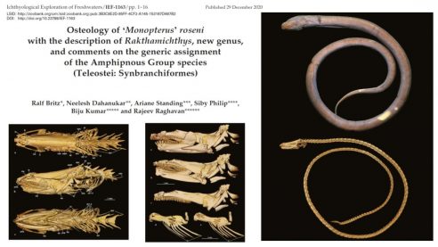 A new genus of blind subterranean fishes identified from the Western Ghats