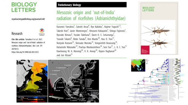 New paper in Biology Letters discusses the out of India radiation of ricefishes