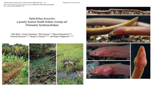 The identity of a poorly-known swamp eel – new paper in Ichthyological Exploration of Freshwaters