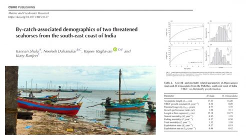 Seahorse population dynamics from Bay of Bengal – new paper in Marine and Freshwater Research