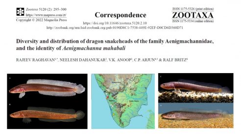New paper on the gollum snakehead in Zootaxa