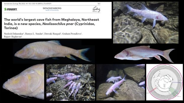 The world’s largest cave fish named by PI and colleagues.