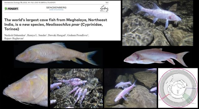 The world’s largest cavefish described