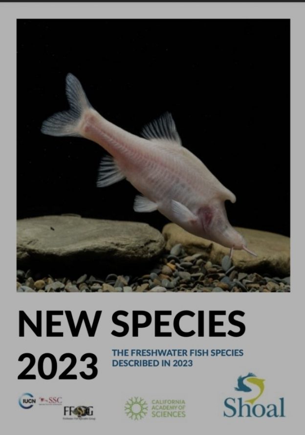 Two new species described by Lab Rajeev highlighted in the 2023 New Freshwater Fish Species Report by SHOAL