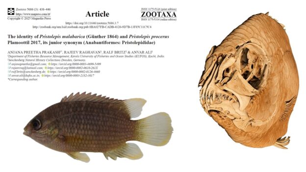 New paper on the identity of the Malabar Sunfish