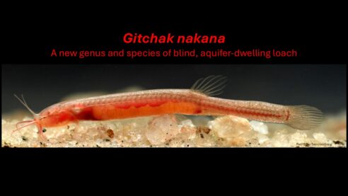 Lab PI joins international team of ichthyologist in describing a new genus and species of blind groundwater-dwelling fish from Northeast India